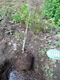 Японский клен Japanese maple, acer palmatum Inaba-shidare, 60-80см, объем горшка 3л