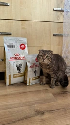 Сухой корм для котов Royal Canin Urinary S/O уринари 1.5 кг 39010151