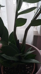 Zamio Zamiifolia Замиокулькас замиофолия14см горшок, 60см высота фото от покупателей 1
