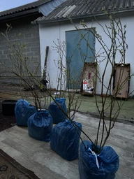 Саджанці лохини Спартан 5 років велика ягода з голубим нальотом, плодоносить цього року