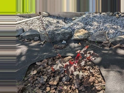 Гейхера Нове плаття Короля. (горшок 0,5л.)