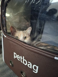 Рюкзак переноска для кота кошки маленькой собаки до 8 кг с сетчатым расширением белый (002284) фото от покупателей 1