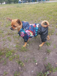 Дождевик для собак Dogs Bomba Funny M-104 3 р.
