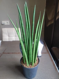 Растение Сансевьера цилиндрическая Sansevieria cylindrica фото от покупателей 3
