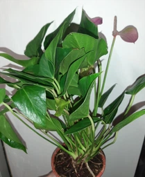 Рослина жива Антуріум Зізу (Anthurium Zizou) в 9 см горщику, 20-30см висотою, з квітами. фото від покупців 1