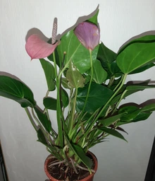 Рослина жива Антуріум Зізу (Anthurium Zizou) в 9 см горщику, 20-30см висотою, з квітами.