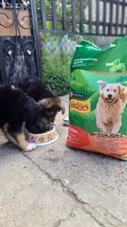 Сухой корм для взрослых активных собак Purina Friskies с говядиной 10 кг фото от покупателей 1
