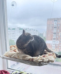 Лежанка для кота оконная VMHouse лежачок гамак для кошки спальное место на присосках розовый (0014-0004)