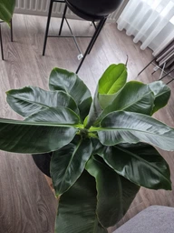 Поліроль для рослин Perfect Plant 750 мл