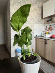 Растение Стрелиция Регина Strelitzia regina в 12 горшке, 30-40см. фото от покупателей 2