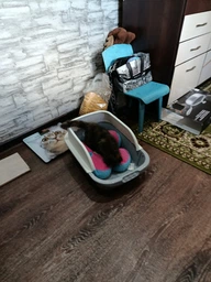 Лоток (туалет) для котов CAT IN BOX с лопаткой 52х36х21,5 см серый фото от покупателей 1