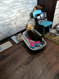 Лоток (туалет) для котов CAT IN BOX с лопаткой 52х36х21,5 см серый