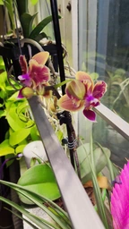 Орхидея (нецветущий подросток) TopDreams Phal 5061 NK261 Phal. Sogo Yellowtris метелик, квіти 5 см, 1.7 (мох) фото от покупателей 1