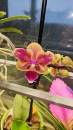 Орхидея (нецветущий подросток) TopDreams Phal 5061 NK261 Phal. Sogo Yellowtris метелик, квіти 5 см, 1.7 (мох)