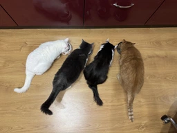 Влажный корм для котят Savory Kitten Lamb and Pumpkin in Jelly с ягненком и тыквой куски в желе, набор 3+1пауч - 340 г