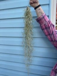 Тиландсия атмосферная уснеподобная (Tillandsia usneoides), Луизианский мох