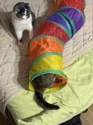 Тунель для котів, іграшка тунель для котів вигнутий з двома додатковими отворами 123 х 25 см фото від покупців 3