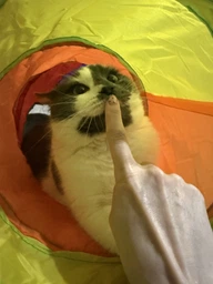 Тунель для котів, іграшка тунель для котів вигнутий з двома додатковими отворами 123 х 25 см фото від покупців 1