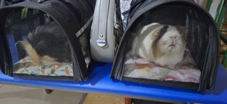 Сумка переноска для кота кішки кошенят собаки домашніх тварин до 3 кг каркасна напівпрозора з ремінцем на плече котячі сумки для перенесення котів кішок маленьких собак кошеня чорна розмір S 32х23х21 см (002158) фото від покупців 1