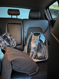 Прозорий рюкзак для перенесення тварин Pet Cat для котів та собак Grey
