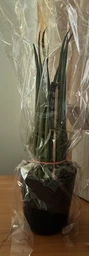 Растение Сансевьера цилиндрическая Sansevieria cylindrica фото от покупателей 1