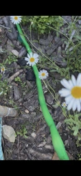 Шланг для поливу 3 шари армований 3/4" 20м GRAD (5068235) фото від покупців 1