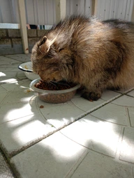 Сухий корм PURINA ONE Sterilcat для дорослих котів після стерилізації комплекс Bifensis з лососем та пшеницею 800 г