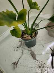 Філодендрон Philodendron Selloum, горщик ⌀17