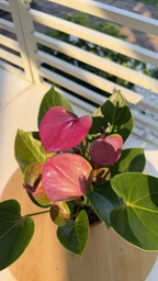 Живое растение Антуриум Зизу (Anthurium Zizou) в горшке 9 см, высотой 20-30 см, с цветками. фото от покупателей 2