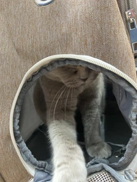 Рюкзак переноска для кота кошки котенка маленьких собак до 8 кг прозрачный зеленый (002279) фото от покупателей 7
