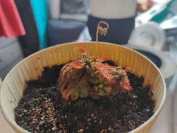 Росянка лопатчатая Drosera spatulata фото от покупателей 3