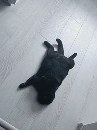 Сухой корм для стерилизованных кошек и кастрированных котов Farmina Matisse Neutered Chicken с курицей 0.4 кг (8010276016126)