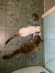 Корм для кошек Sheba рыбное ассорти в соусе 4х85 г (4770608257422)