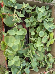 Очиток Седум Еверса (Sedum ewersii) Р9 фото від покупців 5