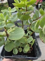 Очиток Седум Еверса (Sedum ewersii) Р9 фото від покупців 4