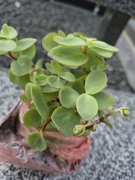 Очиток Седум Еверса (Sedum ewersii) Р9 фото від покупців 2