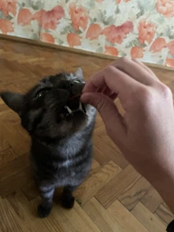 Промо набір ласощів Trixie PREMIO Duck Filet Bites для котів, філе качки сушене 50 г 1 упаковка + Ласощі Trixie PREMIO Chicken Filet Bites для котів, філе куряче сушене 50 г 1 упаковка (2700000031070)