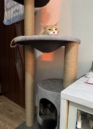 Компактный комплекс когтеточка с домиком гамак для котов, кошки 140*60*50см фото от покупателей 1