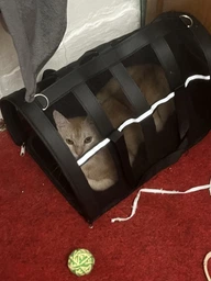 Сумка переноска для кота кошки котят собаки домашних животных до 8 кг каркасная полупрозрачная с ремешком на плечо кошачьи сумки для переноски котов кошек маленьких собак котенка чёрная размер L 50х27х27 см (002162) фото от покупателей 2