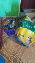 Упаковка сухого корма для стерилизованных кошек Purina Friskies Sterilized с лососем и овощами 270 г x 10 шт. (8445291762794) фото от покупателей 2