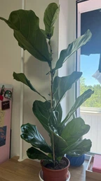 Фікус Лірата (Ficus Lyrata) h 90 cm
