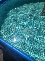 Быстрорастворимый шок-хлор AquaDoctor C-60 50кг (гранулы) ударная дезинфекция воды, 60% активного хлора средство для бассейна фото от покупателей 1