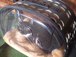 Сумка переноска Pet Cat прозрачная для домашних животных (кошек собак кроликов и др) черная ( IBH006B ) фото от покупателей 1