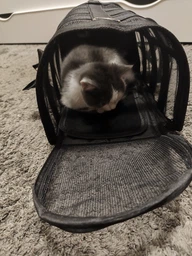 Сумка переноска для кота кошки котят собаки домашних животных до 8 кг каркасная полупрозрачная с ремешком на плечо кошачьи сумки для переноски котов кошек маленьких собак котенка чёрная размер L 50х27х27 см (002162) фото от покупателей 1