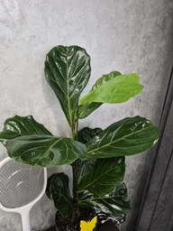 Поліроль для рослин Perfect Plant 750 мл фото від покупців 4
