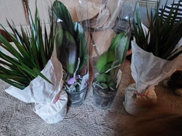 Рослина в горщику Драцена Маргіната Маджента dracanea marginata magenta фото від покупців 5