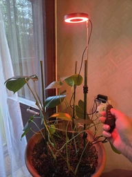 Фитолампа для растений кольцевая полного спектра LED фитосветильник для комнатных цветов Grow Light 10166, рассады, орхидей фито лампа 20-64 см фото от покупателей 1