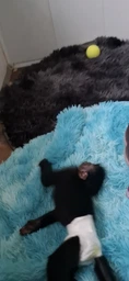 Підгузки Bella Happy Before Newborn 46 (вага 0-2 кг) фото від покупців 2