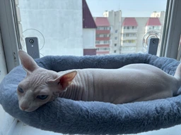 Подвесная оконная лежанка – гамак для кошек, лежак для котов на окно на мощных присосках "Premium Quality" фото от покупателей 1
