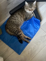 Охлаждающий коврик для собак и котов Trixie синий XL-XXL 100x60 см TX-28688 фото от покупателей 1